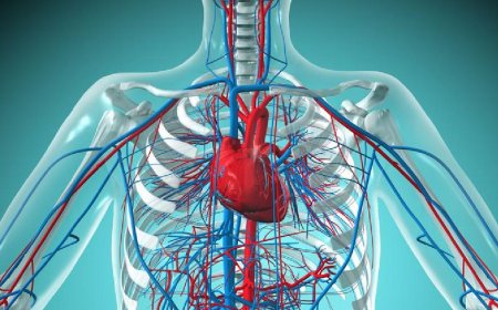 СУДАЛГАА: АМЕРИКТ ЗҮРХНИЙ ӨВЧИН НАС БАРАЛТЫН ТЭРГҮҮЛЭХ ШАЛТГААН БОЛЖ БАЙНА