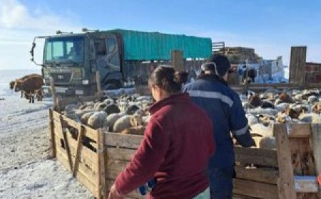 ӨВӨЛЖИЛТ ХҮНДЭРСЭН АЙМАГТ МАЛЧДЫН МАЛЫГ ХУДАЛДААЛАХ АЖЛЫГ ЗОХИОН БАЙГУУЛЖ БАЙНА
