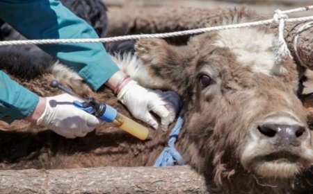 АРХАНГАЙ, ХЭНТИЙ ЗЭРЭГ 10 АЙМАГТ МАЛЫН ЦЭЦЭГ, МЯЛЗАН ӨВЧИН БҮРТГЭГДЖЭЭ