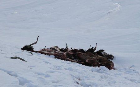 900 САЯ ТӨГРӨГӨӨР МАЛЫН СЭГ ЗЭМ УСТГАЛЫН БОДИС АВНА