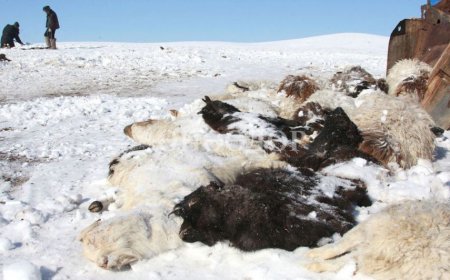 УОК: ӨНӨӨДРИЙН БАЙДЛААР 1.5 САЯ МАЛ ХОРОГДЖЭЭ