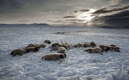 ҮХСЭН МАЛЫН МАХЫГ ХҮНСЭНД НИЙЛҮҮЛЭХ БОЛОМЖГҮЙ. СУМ БҮХЭНД ТАГНУУЛ, ХЯНАЛТЫНХАН АЖИЛЛАЖ БАЙГАА