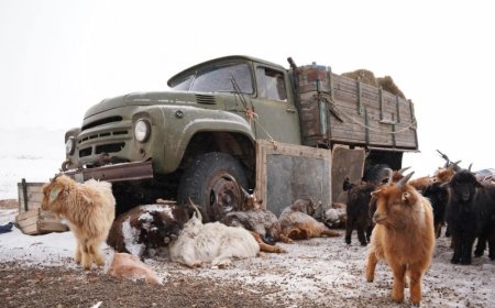 13 АЙМГИЙН 58 СУМАНД МӨСӨН ЗУДЫН НӨХЦӨЛ БҮРДЖЭЭ