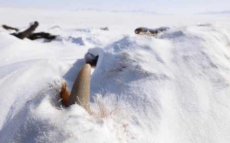 МАЛГҮЙ БОЛСОН МАЛЧДЫН СУДАЛГААГ ГАРГАНА