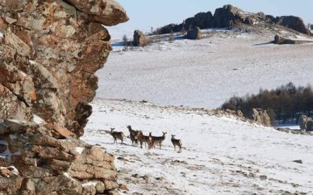 ЗЭРЛЭГ АМЬТДЫН ТАРХАЦ НУТАГТ ӨВӨЛЖИЛТ ХҮНД БАЙНА