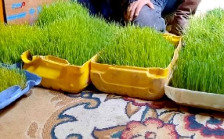 УЛААН БУУДАЙГ ГЭРИЙН НӨХЦӨЛД ТАРИАЛЖ МАЛДАА ӨГЧ БАЙНА