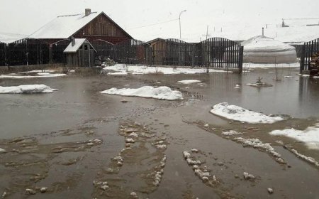 ШАР УСНЫ ҮЕР ХАЛДВАРТ ӨВЧИН ҮҮСГЭХ ЭРСДЭЛТЭЙ