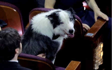 ОСКАРЫН НААДАМД ОРОЛЦСОН ХҮНДТЭЙ ЗОЧДЫН НЭГ МЕССИ НОХОЙ