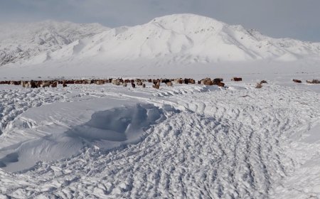 ЦАСНЫ УЛМААС ЭЗЭНГҮЙ 50 МЯНГАН МАЛ БӨӨГНӨРЧЭЭ