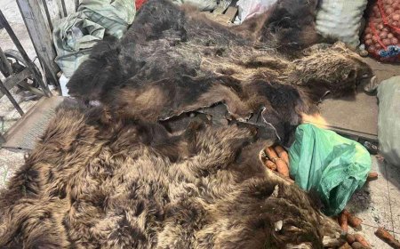 “ХҮРЭН БААВГАЙ”, “ХАЛИУН БУГА” ЗЭРЭГ НЭН ХОВОР АМЬТДЫН ЭД, ЭРХТЭНГ ХУУЛЬ БУСААР ХУДАЛДАН БОРЛУУЛАХ ГЭЖ БАЙСАН ҮЙЛДЛИЙГ ИЛРҮҮЛЛЭЭ