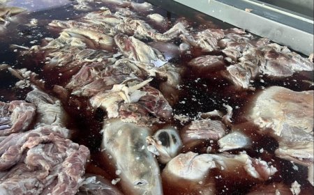 ЭМЭЭЛТЭД ӨМХИЙ МАХ ХАДГАЛЖ, ЗАРАХЫГ ЗАВДСАН ЧЕН БИНИЙ ЯЛЫГ ХЭВЭЭР ҮЛДЭЭЛЭЭ