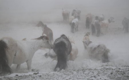 ЦАСАН ШУУРГА ШУУРНА