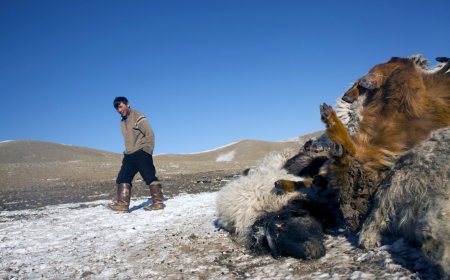 УЛСЫН ХЭМЖЭЭНД 5,9 САЯ МАЛ ХОРОГДЖЭЭ