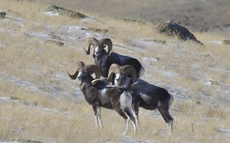 ХОВД АЙМАГТ УГАЛЗ, ТЭХ, ГАХАЙ 45 ТОЛГОЙГ АГНУУЛАХ ДУУДЛАГА ХУДАЛДАА ЗАРЛАЖЭЭ