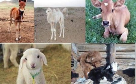 МАЛ ИХ ХОРОГДСОНООС ҮҮДЭЖ ТӨЛЛӨХ МАЛЫН ТОО ЦӨӨРЧЭЭ