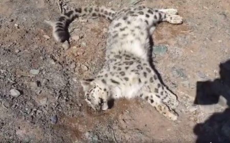 ӨМНӨГОВЬ АЙМГААС ОЛДСОН ҮХСЭН “ЦООХОР ИРВЭСТ” ШИНЖИЛГЭЭ ХИЙХЭД ГАЛЗУУ ӨВЧИН ИЛЭРЧЭЭ