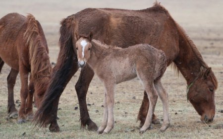 МАЛЧИД, ИРГЭД, ТЭЭВЭРЧДЭД ЗОРИУЛСАН МЭДЭЭ: ӨНӨӨДӨР ГОВЬ, ТАЛ, ХЭЭРИЙН НУТГААР САЛХИТАЙ БАЙНА.