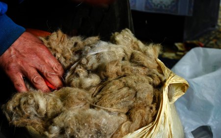 НООЛУУРЫН ҮНЭ ХАНШ