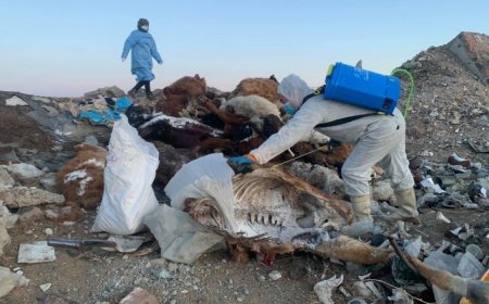 МОНГОЛ УЛСЫН ХЭМЖЭЭНД 5.5 САЯ МАЛЫН СЭГИЙГ УСТГАЛАА