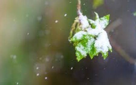 УУЛАРХАГ НУТГААР НОЙТОН ЦАС ОРЖ, СЭРҮҮСНЭ