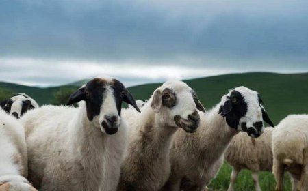 “Эмээлт” захад амьд хонь 330-400 мянган төгрөгийн хооронд худалдаалагдаж байна