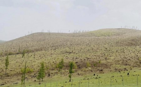 Архангай аймгийн Булган суманд 13 га талбайг ойжууллаа