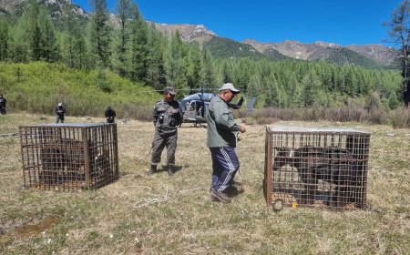 УЛААН ТАЙГЫН ХАМТ ОЛОН ТЭЖЭЭЖ БАЙСАН ӨНЧИН ХОЁР БААВГАЙН ЗУЛЗАГЫГ НИСДЭГ ТЭРГЭЭР БАЙГАЛЬД ТАВЬЖЭЭ