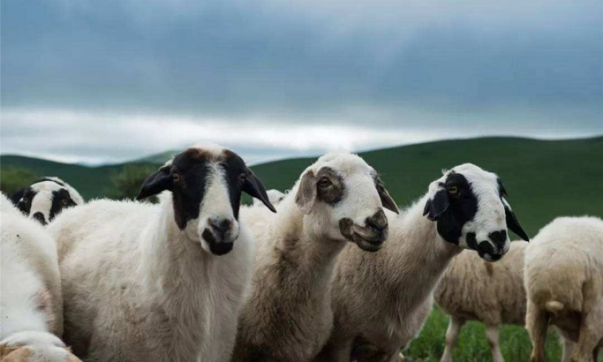 “Эмээлт” захад амьд хонь 330-400 мянган төгрөгийн хооронд худалдаалагдаж байна