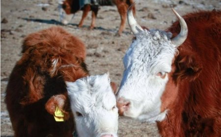 "ЭМЭЭЛТ" ЗАХЫН АМЬД ҮХЭР 1.800.000-2.500.000 ТӨГРӨГ БАЙНА