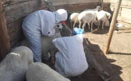 СЭРЭМЖЛҮҮЛЭГ: 2024 ОН ГАРСААР УЛСЫН ХЭМЖЭЭНД ХОНИНЫ ЦЭЦЭГ ӨВЧНИЙ ГАРАЛТ ТАРХАЛТ ӨНДӨР БАЙНА