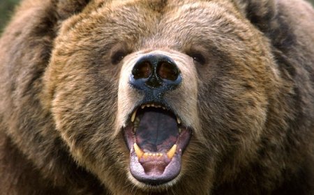 БААВГАЙД БАРИУЛЖ НАС БАРСАН БАЙЖ БОЛЗОШГҮЙ ХЭРЭГ ГАРЧЭЭ