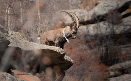 ДАРХАН ЦААЗАТ БУЛГАН УУЛАНД НЭМЖ 16 ЯНГИР НҮҮЛГЭН ШИЛЖҮҮЛЖ, ТОО ТОЛГОЙ НЬ 31-Д ХҮРЧЭЭ