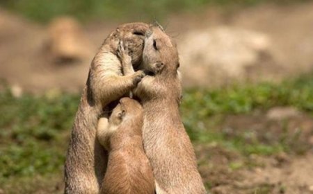 ОРХОНЫ ХӨНДИЙН БАЙГАЛИЙН ЦОГЦОЛБОРТ НУТАГШУУЛСАН ТАРВАГАНЫ ТОО ӨСЖЭЭ