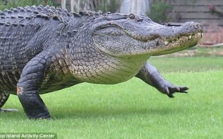 АВСТРАЛИЙН НЭГ ТОСГОНЫ ИРГЭД ӨӨРСДИЙГ НЬ АЙЛГАДАГ БАЙСАН МАТРААС “МАХЫГ НЬ ИДЭЖ” ӨШӨӨГӨӨ АВЧЭЭ