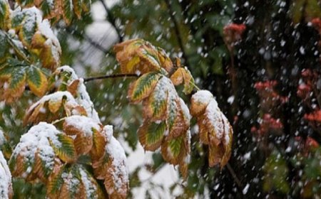 БОРОО, НОЙТОН ЦАС ОРЖ СЭРҮҮСНЭ