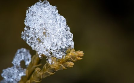 СЭРЭМЖЛҮҮЛЭГ! ТАРИАЛАНГИЙН БҮС НУТГААР ЦОЧИР ХҮЙТЭРЧ БОЛЗОШГҮЙГ АНХААРУУЛЖ БАЙНА