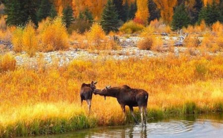 УЛААНБААТАРТ 16 ГРАДУС ДУЛААН БАЙНА