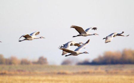 УЛААНБААТАР ХОТ ОРЧМООР: ШӨНӨДӨӨ БАГАВТАР ҮҮЛТЭЙ, БОРОО ОРОХГҮЙ. ӨДӨРТӨӨ ҮҮЛШИНЭ