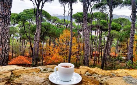 БАЙГАЛИЙН ГАМШГИЙН УЛМААС КОФЕНЫ ҮНЭ ДЭЛХИЙ ДАЯАР НЭМЭГДЭЖ БАЙНА