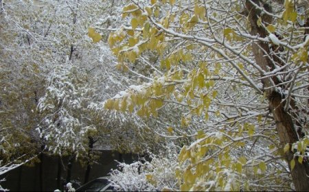 ЦУОШГ: ЭНЭ АМРАЛТЫН ӨДРҮҮДЭЭР АЯЛАЛ ЗУГААЛГА ТӨЛӨВЛӨЖ БАЙГАА БОЛ ХОЙШЛУУЛАХЫГ ЗӨВЛӨЖ БАЙНА