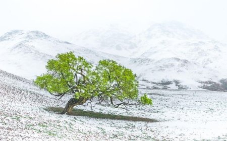 СЭРЭМЖЛҮҮЛЭГ: ӨНӨӨДӨР ХЭНТИЙ, ДОРНОД, СҮХБААТАРЫН НУТГААР ЦАС ОРЖ, ЦАСАН ШУУРГА ШУУРАХЫГ АНХААРУУЛЖ БАЙНА