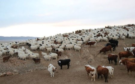 400 ОРЧИМ МАЛ ТУУЖ ЯВААД СУРАГГҮЙ БОЛСОН 8, 12 НАСТАЙ ХӨВГҮҮДИЙГ ЭСЭН МЭНД ОЛЛОО