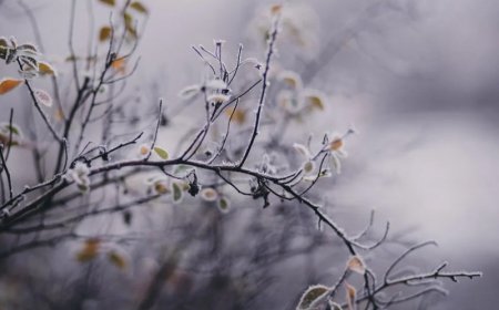 СЭРЭМЖЛҮҮЛЭГ: НОЙТОН ЦАС ОРЖ, ИХЭНХ НУТГААР СЭРҮҮСЭХИЙГ АНХААРУУЛЖ БАЙНА