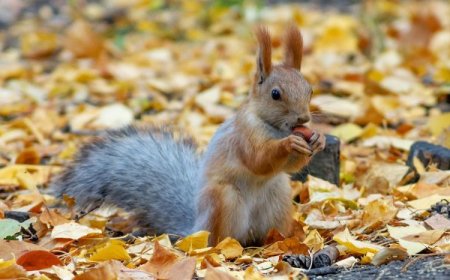 УЛААНБААТАРТ ӨДӨРТӨӨ 16 ХЭМ ДУЛААН БАЙНА