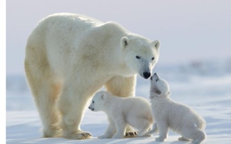 АРКТИК ДУЛААРАХ ТУСАМ ЦАГААН БААВГАЙНУУД ӨВЧЛӨХ МАГАДЛАЛ НЭМЭГДЭНЭ
