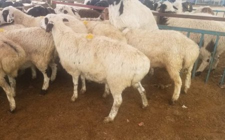 "ЭМЭЭЛТ" ЗАХЫН АМЬД МАЛЫН ҮНЭ ХАНШ