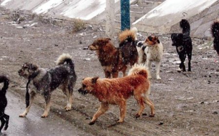 ЗЭРЛЭГШСЭН НОХОЙ, МУУР ҮРГЭЭХ, ТУУХ АЖЛЫГ ЗОХИОН БАЙГУУЛНА