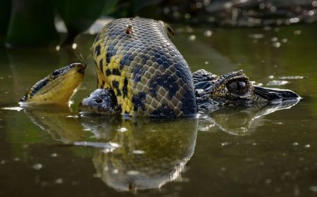 ФОТО: 2024 ОНЫ ЗЭРЛЭГ БАЙГАЛИЙН ШИЛДЭГ ГЭРЭЛ ЗУРГУУД