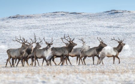 ОЙРЫН ӨДРҮҮДЭД ИХЭНХ НУТГААР ЦАГ АГААР ТОГТУУН, ӨДӨРТӨӨ ДУЛААН БАЙНА