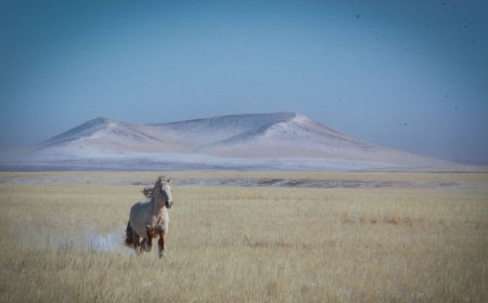 ДАРЬГАНГЫН ТАЛ НУТГААР ЦАСАН ШУУРГА ШУУРНА